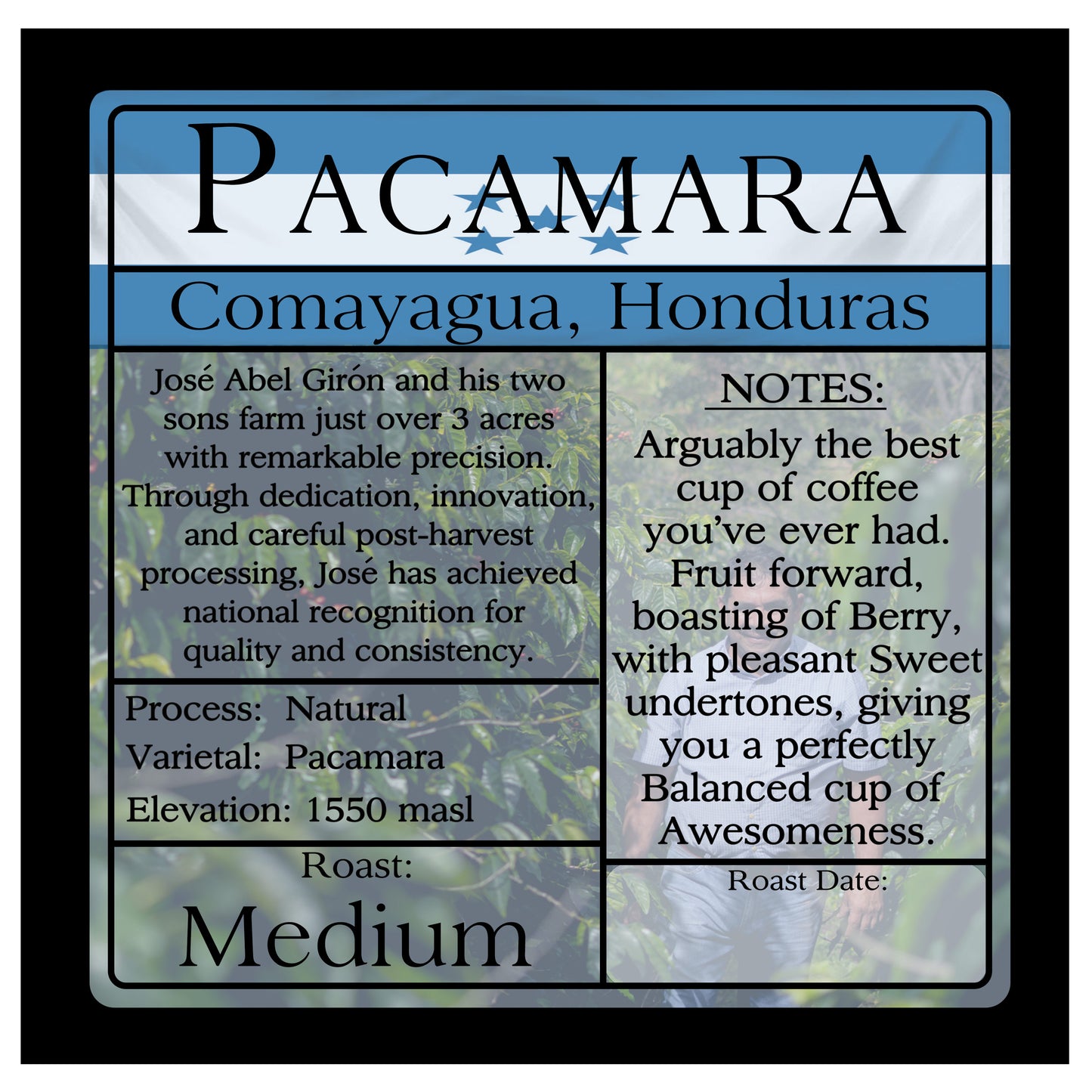 Pacamara - Honduras