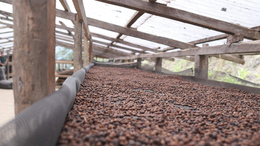 Coffees Family Grounds Coffee Co.